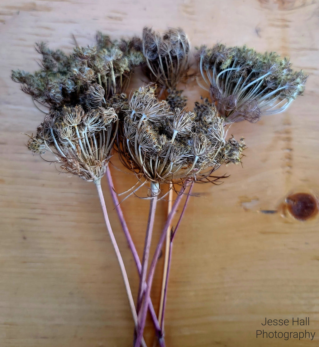 Carrot Seed Heads