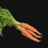 Carrot