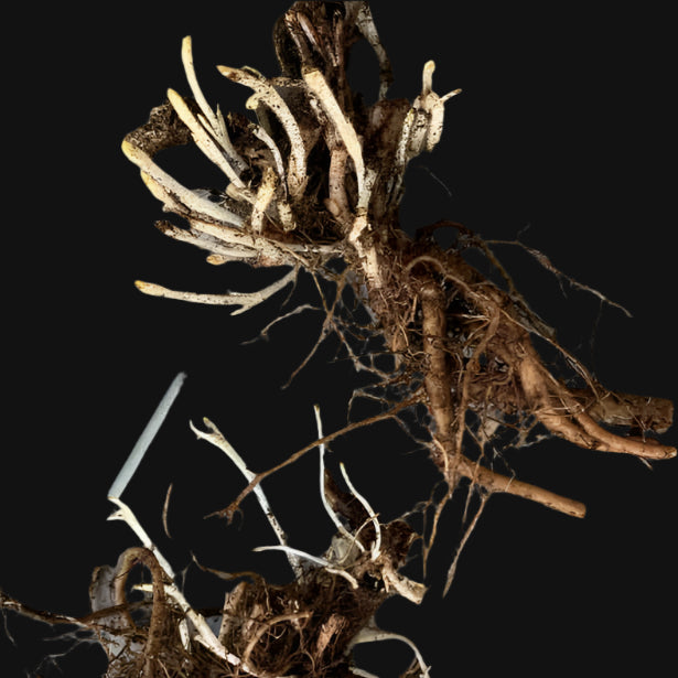 Catnip Roots