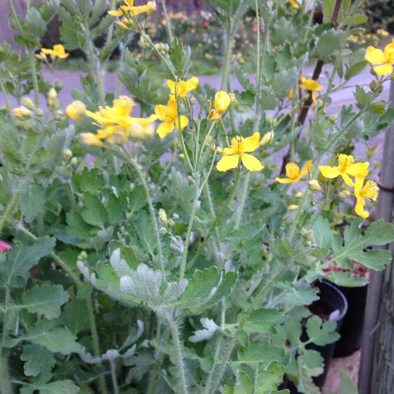 Celandine plant