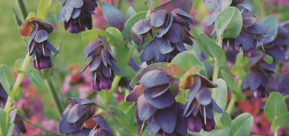 Cerinthe