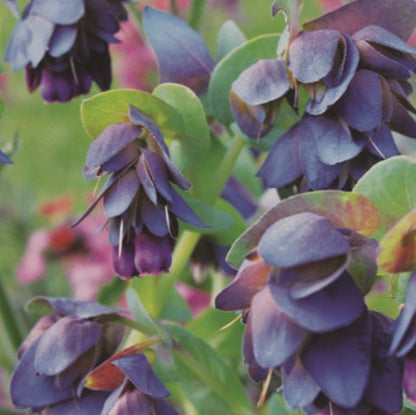 Cerinthe Plant