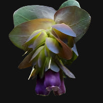 Cerinthe Plant