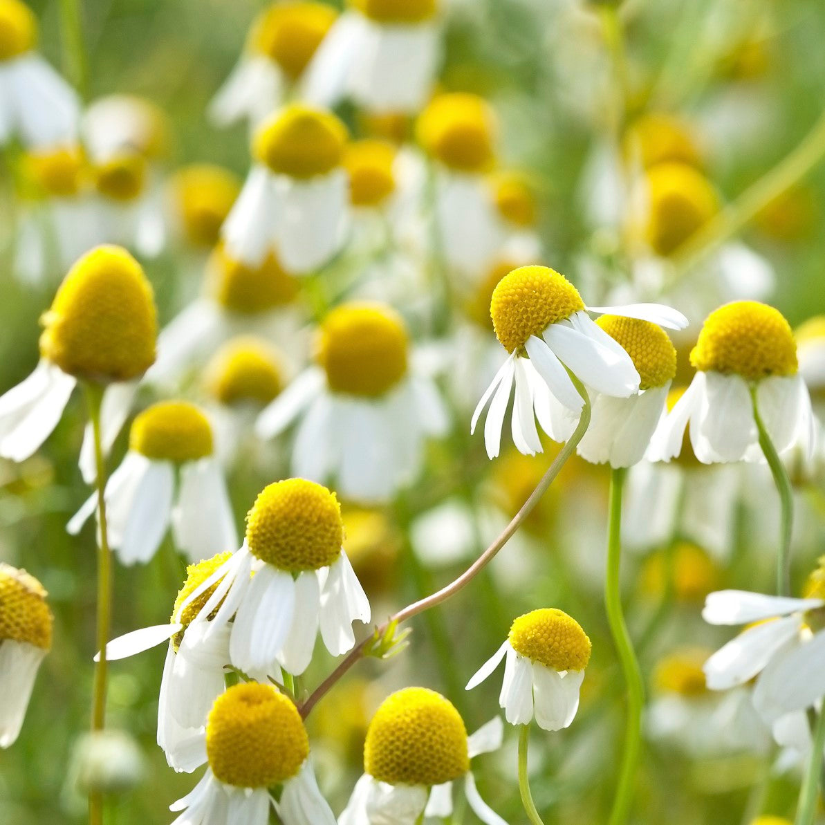 Chamomile