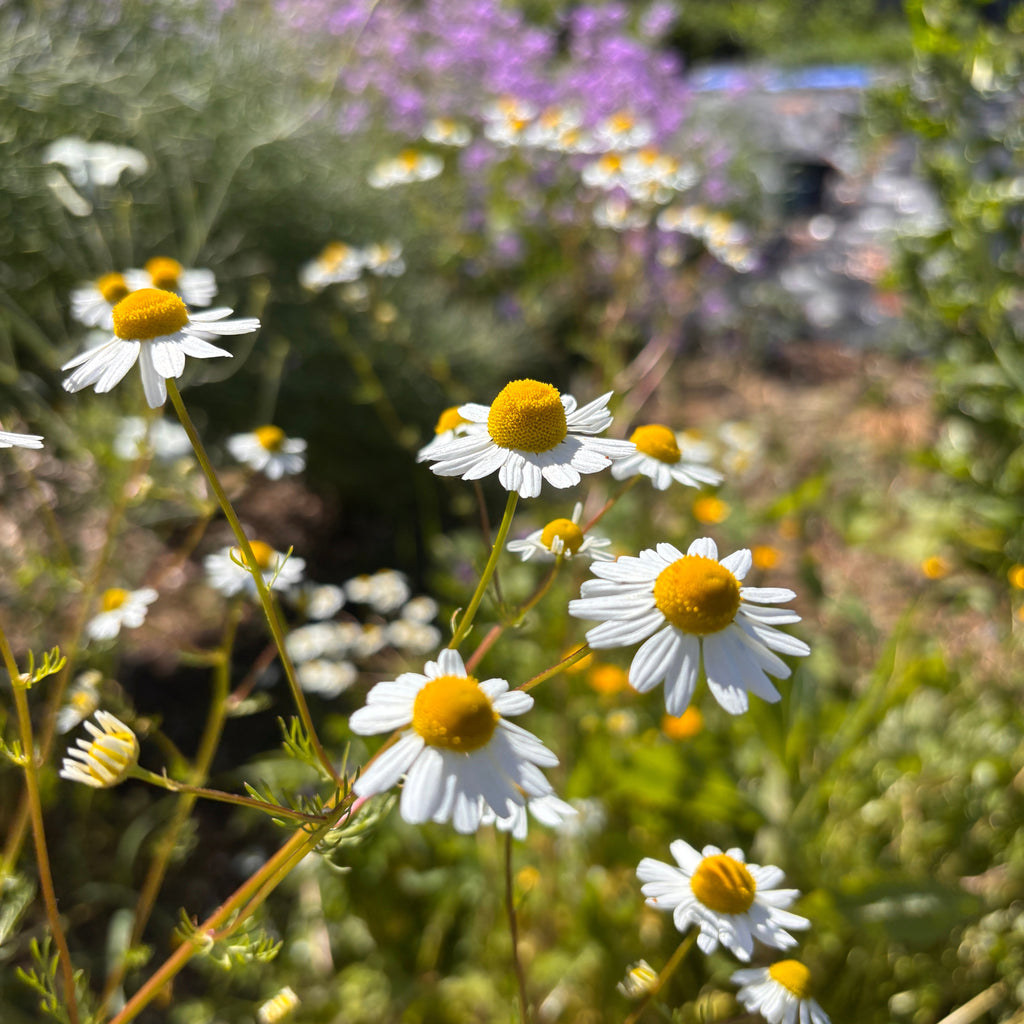 Chamomile