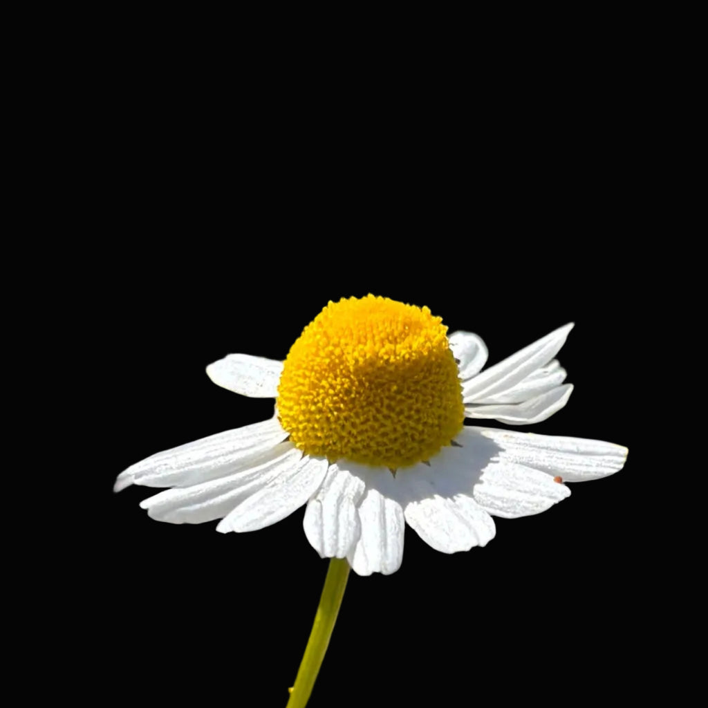 Chamomile