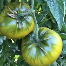 Giant Green Cherokee Tomato