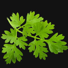 Chervil