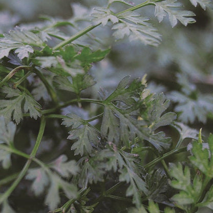 Chervil Plant