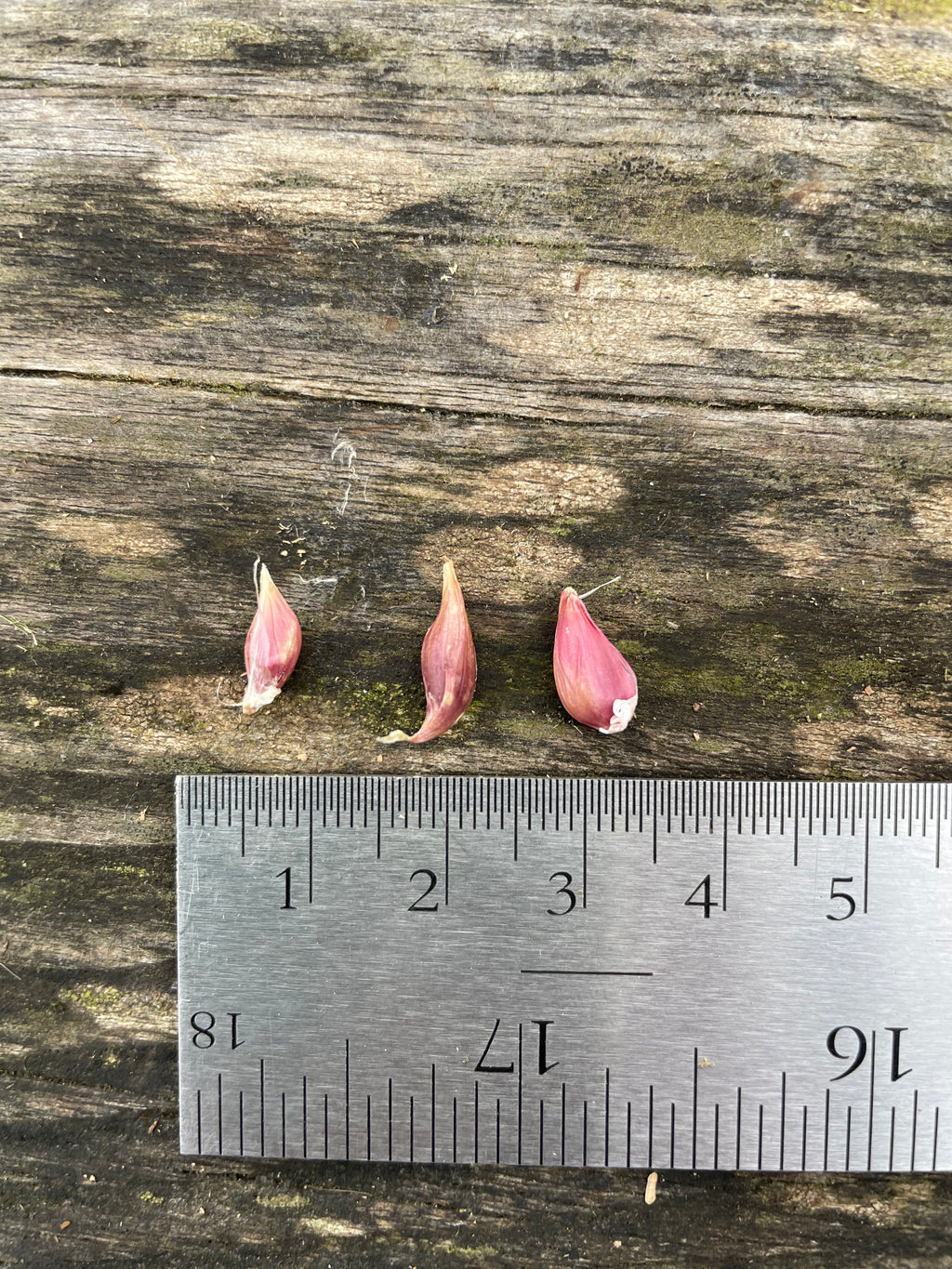 Bulbilles d'ail de Chesnok