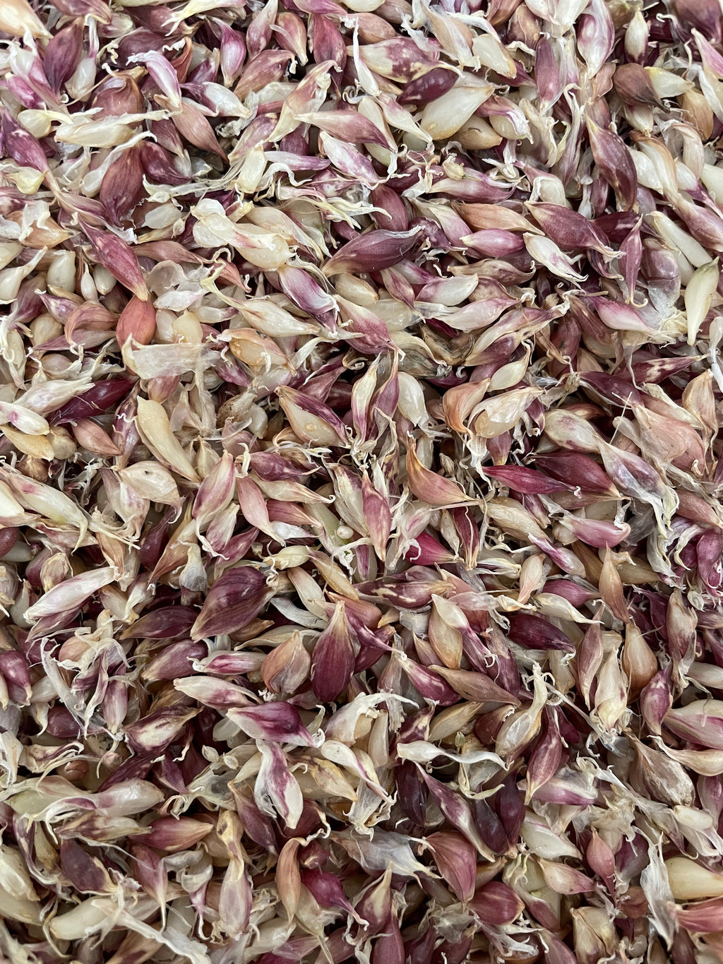 Bulbilles d'ail de Chesnok