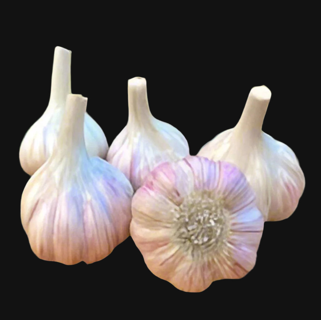 Chesnok Garlic on Table