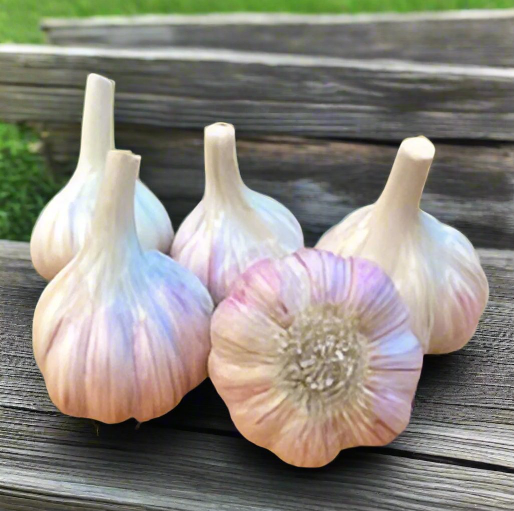 Chesnok Garlic on Table