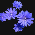Chicory