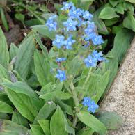 Chinese Forget Me Not