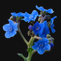 Chinese-Forget-Me-Not