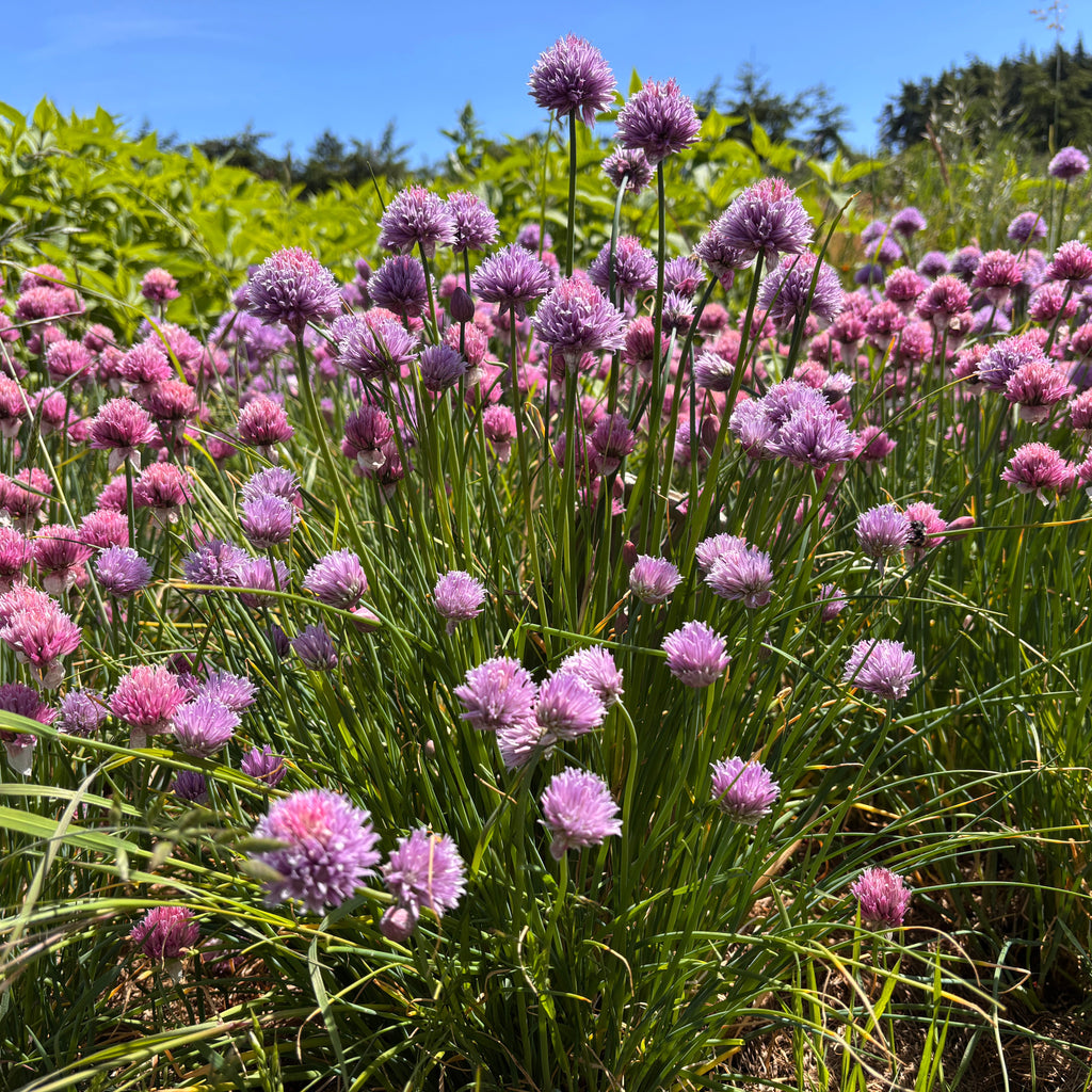 Chive