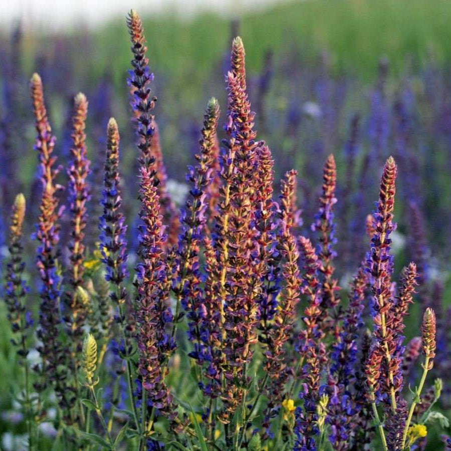 Clary Sage