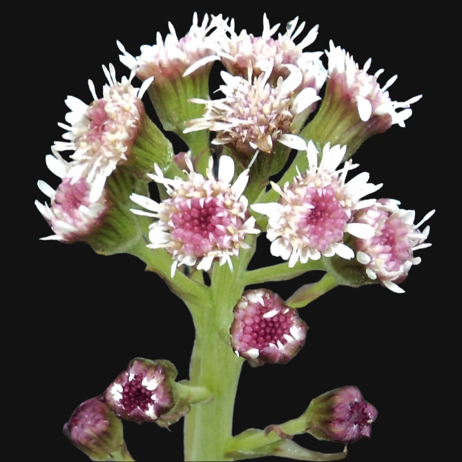 Coltsfoot