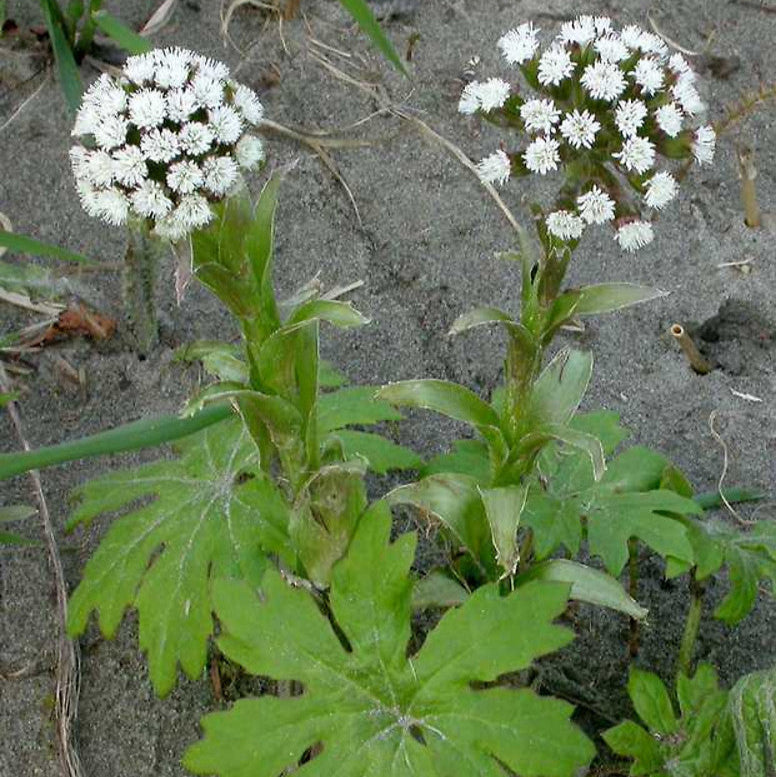 Coltsfoot