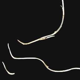 Coltsfoot Roots