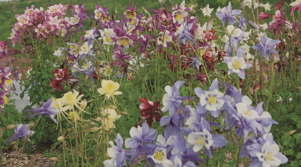 Columbine Mix