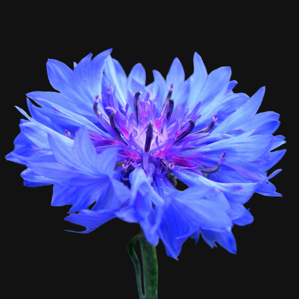 100% Canadian Grown Cornflower Seeds – Metchosin Farm