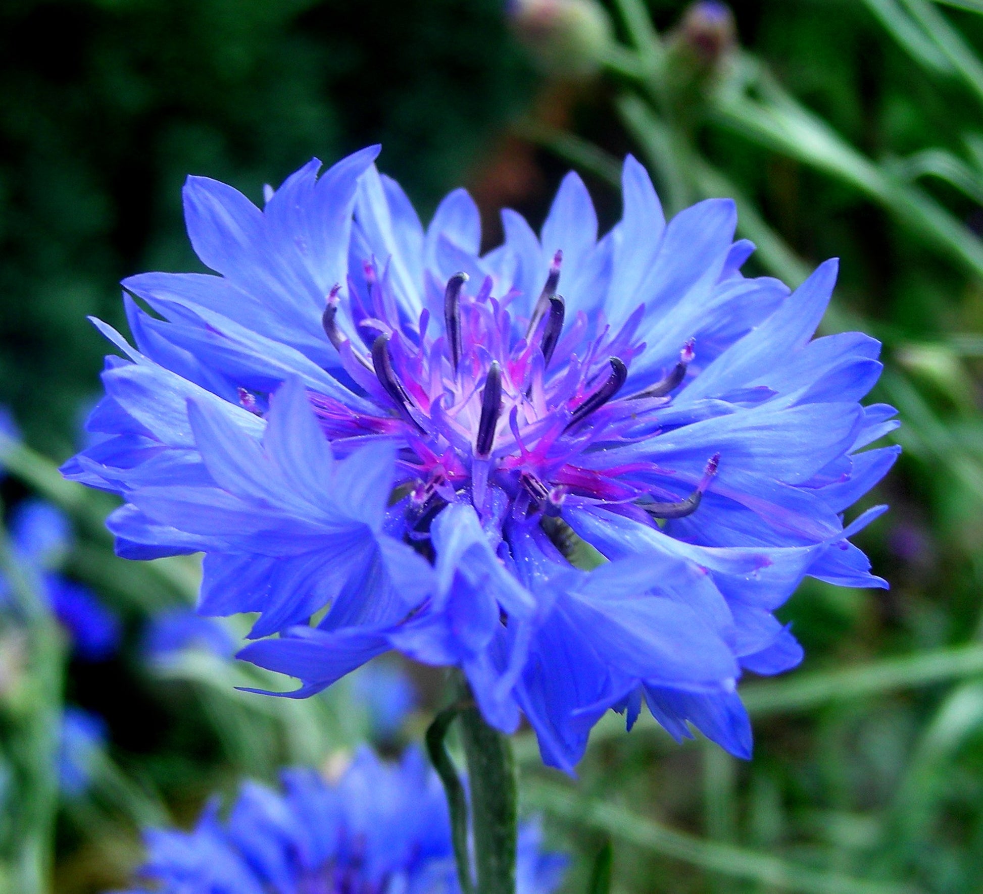 Cornflower