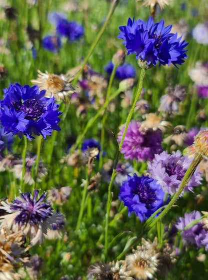 Cornflower