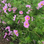 Cosmos Pink