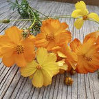 Orange Cosmos