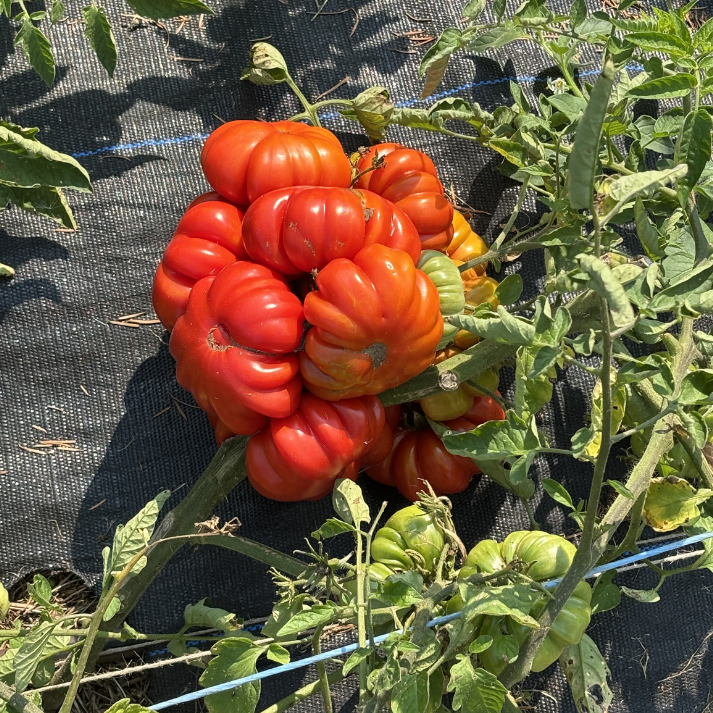 Costoluto Genovese Tomato
