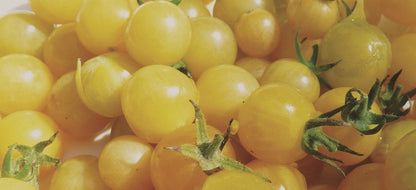 Coyote Yellow Currant Tomato