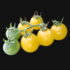 Coyote Yellow Currant Tomato