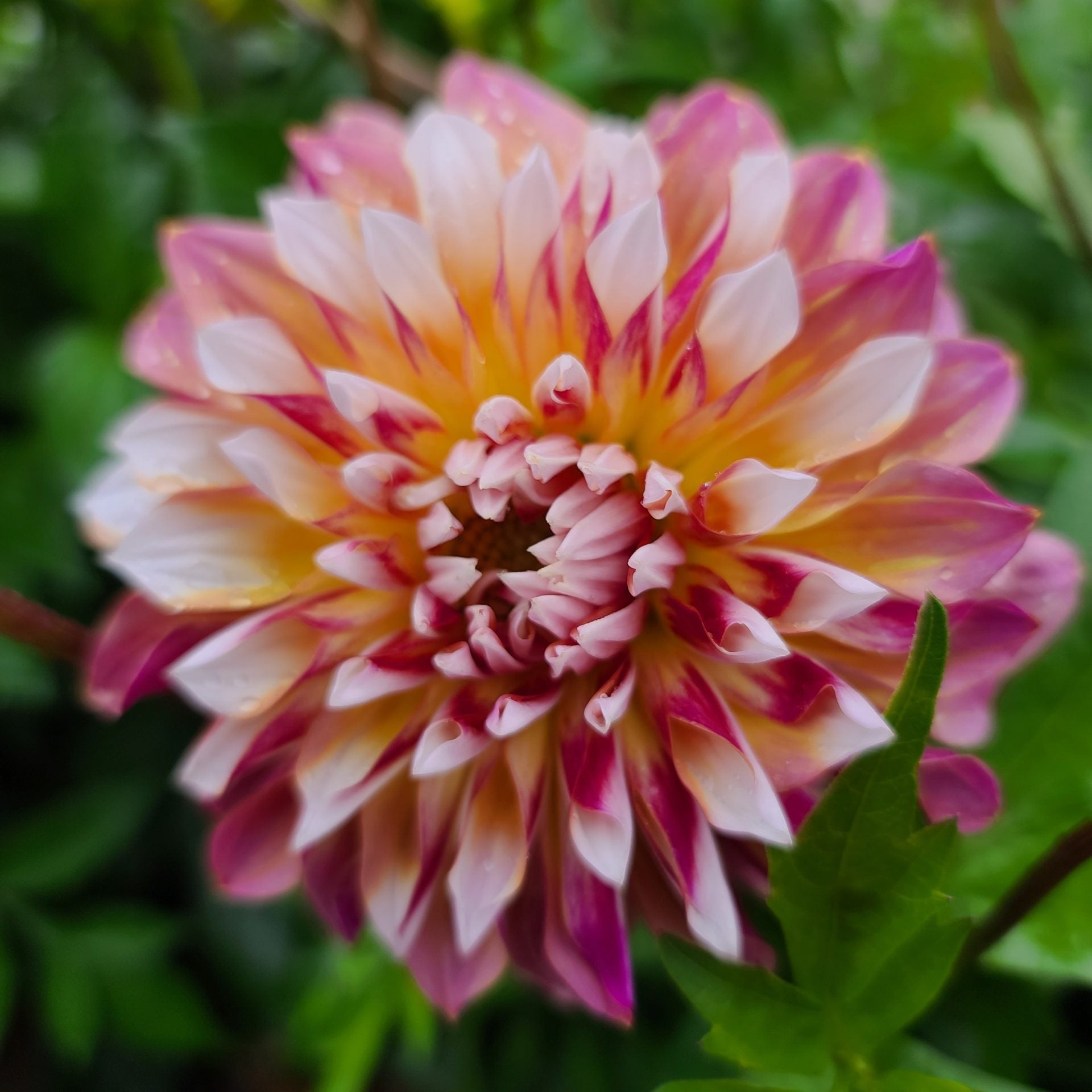 100 Canadian Grown Dhalia Root Stock Metchosin Farm 100-canadian-grown-dhalia-root-stock-metchosin-farm