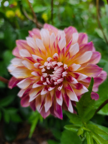 Dahlia