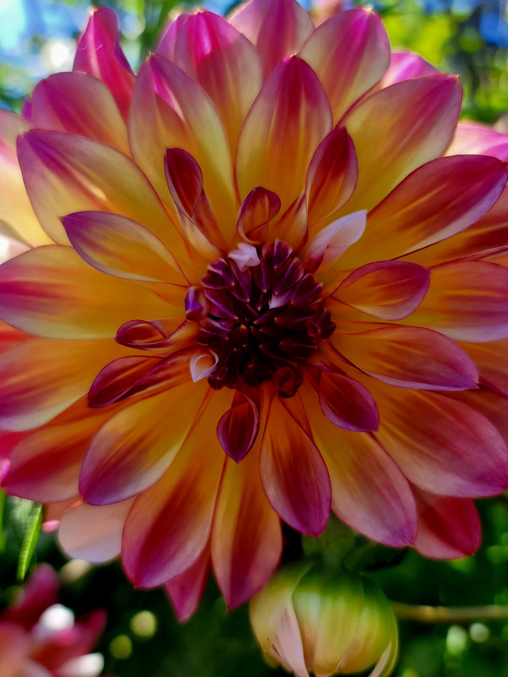 Dahlia