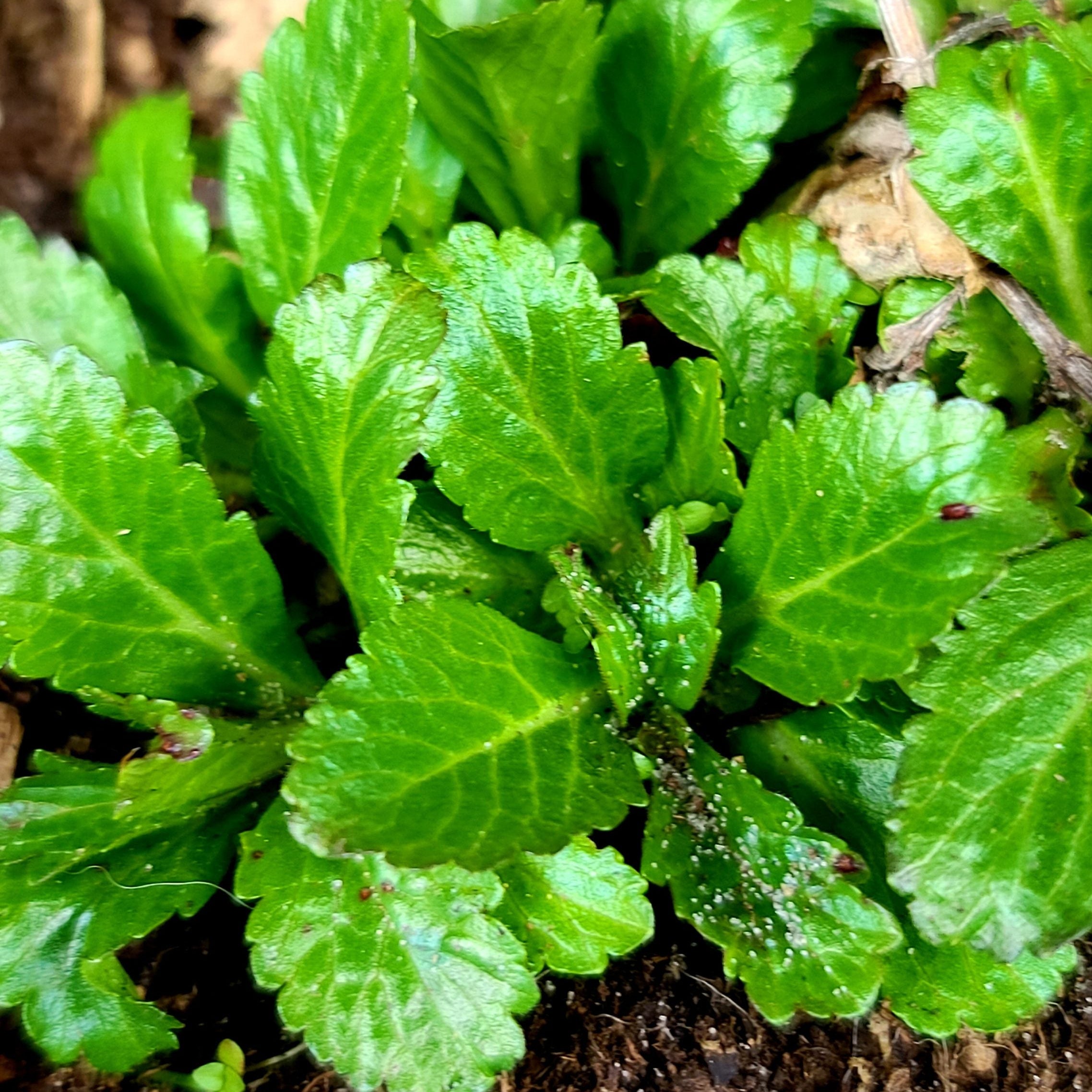 Young European Blue Vervain