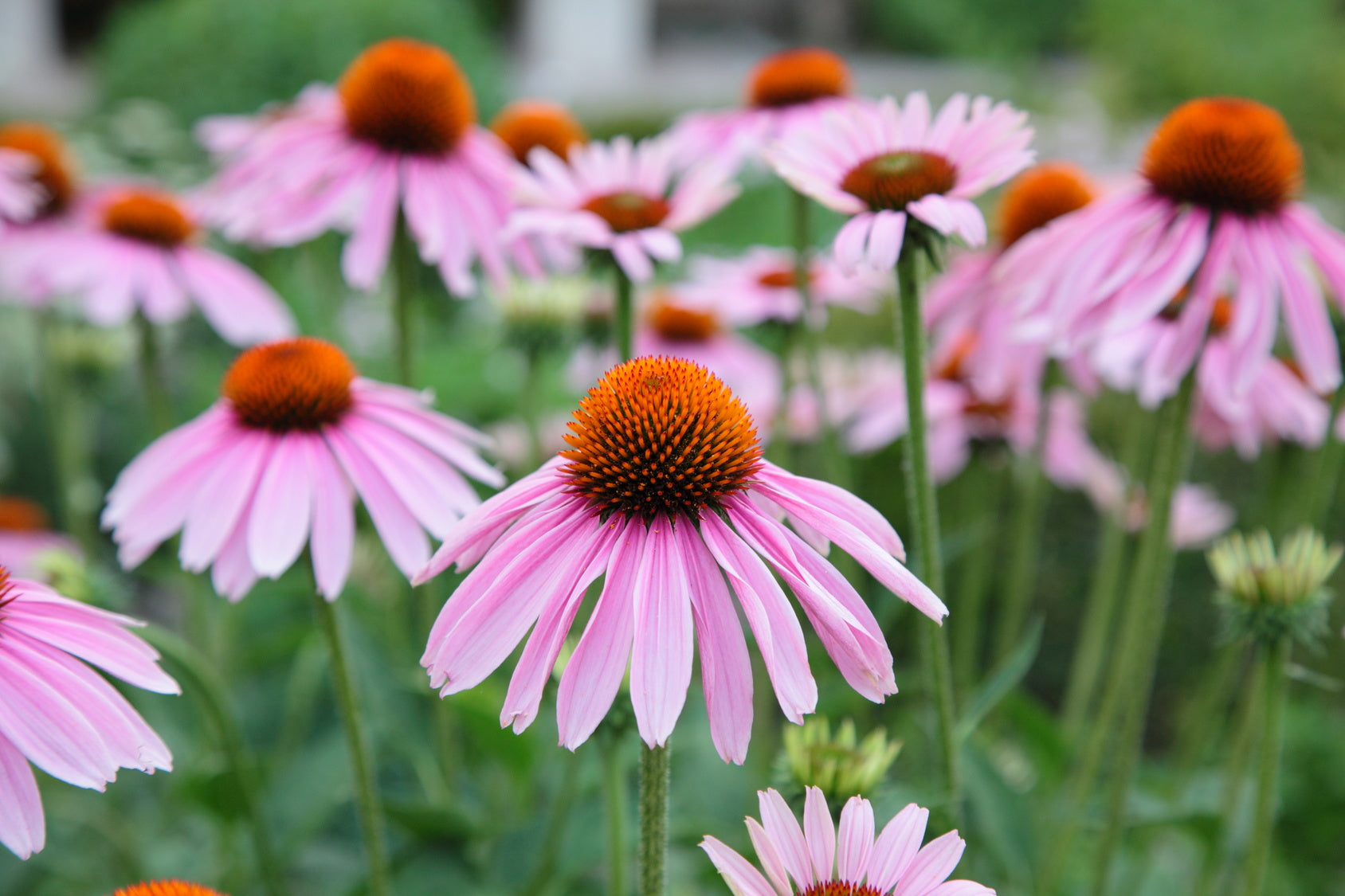 Echinacea