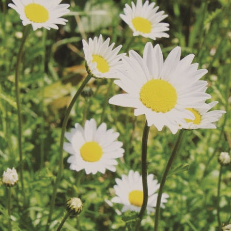 Edible Daisy