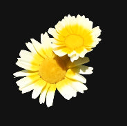 Edible Chrysantehmum