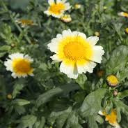 Edible Chrysanthemum plant