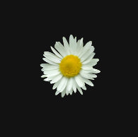 Edible Daisy