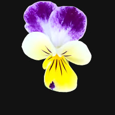 Edible Viola