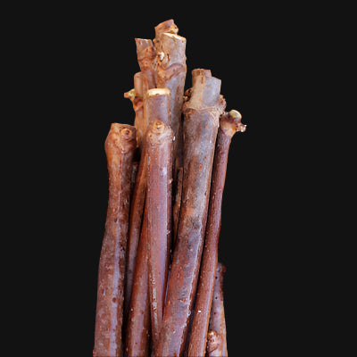 Elderberry Canes