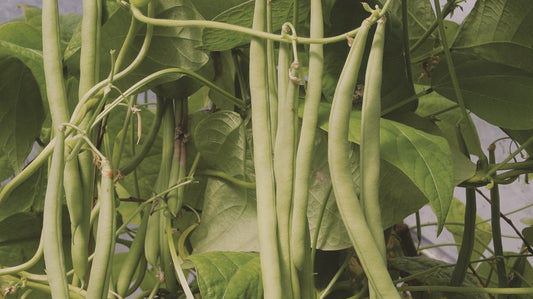 Emerite Pole Bean