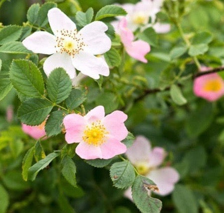 English Wild Rose