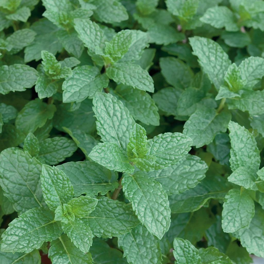 English Spearmint Crop