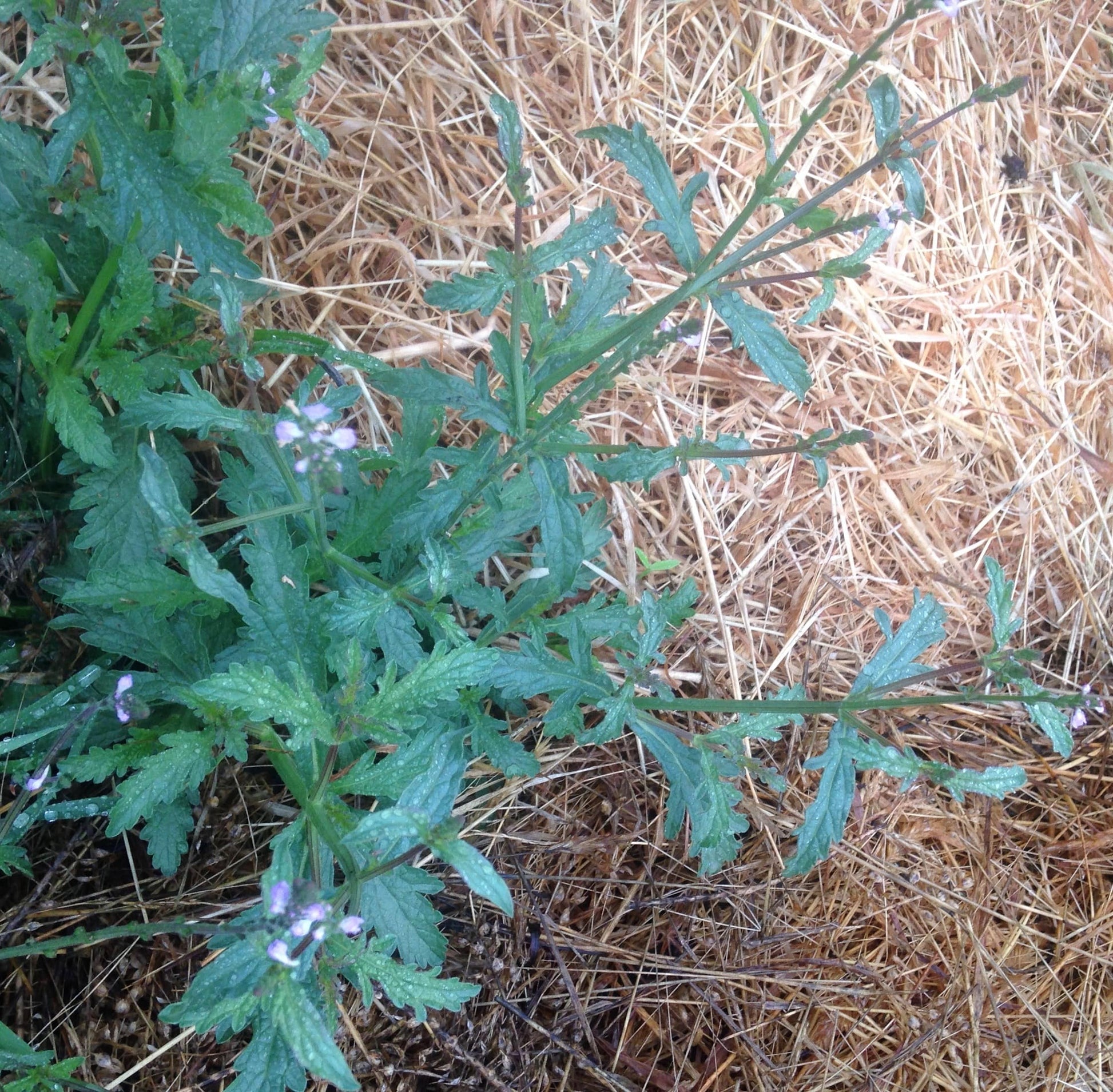 European Blue Vervain