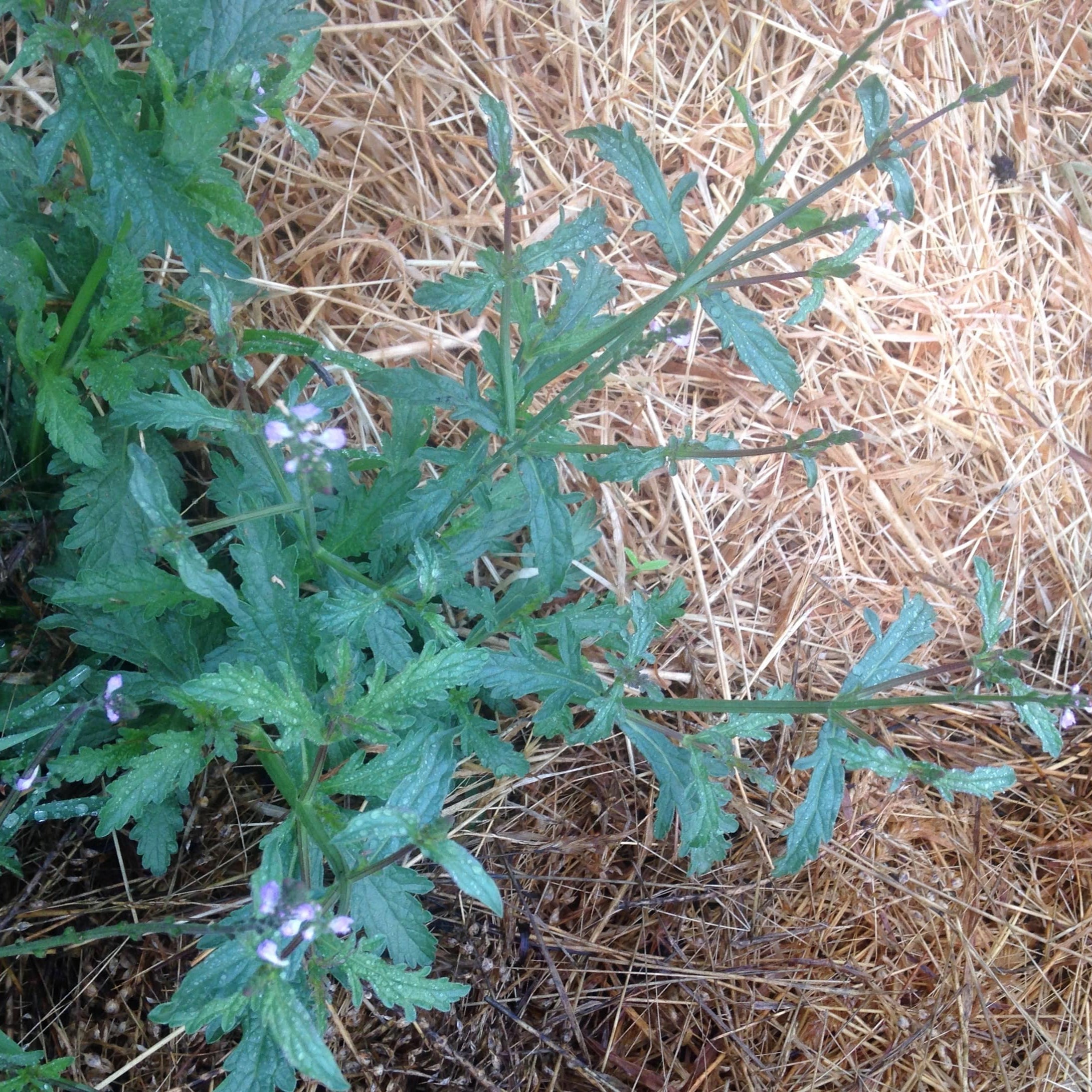 European Blue Vervain